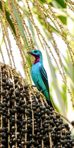 Ave amazônica de plumagem azul e verde