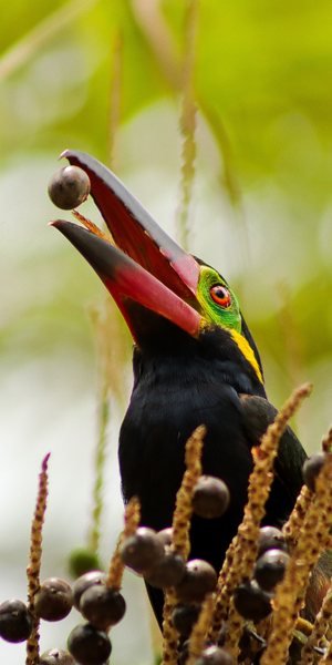 Ave amazônica de bico colorido